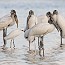 thumbs/IMG_2236.jpg